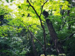 -天女山森林公园
