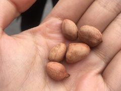 -段氏奇香花生米(长嘉汇店)