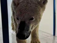 京八件-桂发祥·直营(下瓦房店)