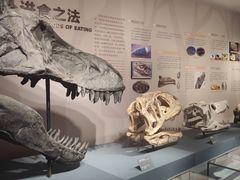 -自贡恐龙博物馆