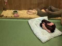 -藦茜花园宠物主题亲子互动体验馆(国顺东路店)