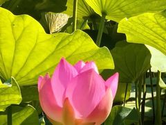 -莲花池公园