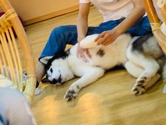 -Husky Go! 哈士奇体验馆·宠物咖啡厅狗咖