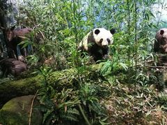 -陕西自然博物馆