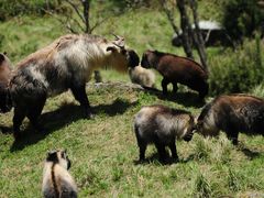 -广元唐家河嘉怡客栈