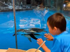 -帝企鹅自助餐厅•儿童岛•真企鹅(长隆企鹅酒店)