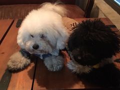 -百好乐宠物友好餐厅(朝外大街店)