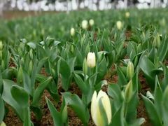 -瑶湖郊野森林公园