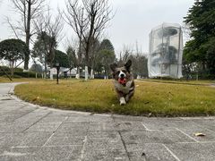 -成都安仁福朋喜来登酒店