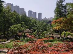 -重庆彩云湖湿地公园