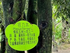 -云南勐巴娜西珍奇园