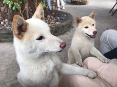-柴犬高等学院·狗咖·柴犬售卖·宠物训练