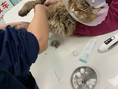 -北京观赏动物医院·24小时大型综合·猫专科·异宠专科