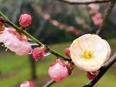 -梅花山(明孝陵内)