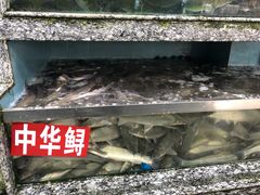 中华鲟-新农都水产市场