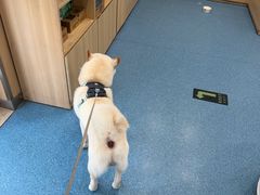 -宠福鑫动物医院(城北分院)