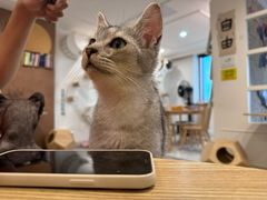 -楼上猫咖(罗湖店)