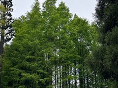 -武陵山森林公园