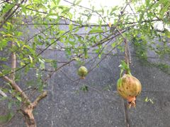-广州神农草堂中医药博物馆