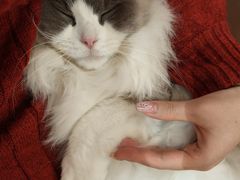 -MOCHA明星猫咖(田子坊店)