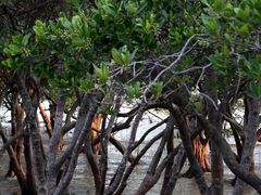 -宝安西湾红树林湿地公园