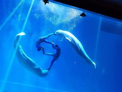 -芜湖新华联大白鲸海洋公园