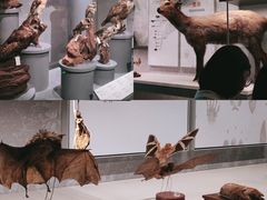 -四川大学博物馆