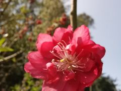 -桃花涧