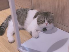 -啵啵喵·猫咖(攀华国际店)