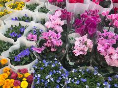 -双季花艺园艺市场(浦东店)
