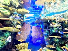 -上海海洋水族馆