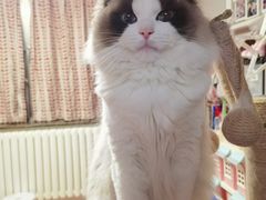 -达爱动物医院·犬猫分区·CT·复杂眼科(远洋山水分院)