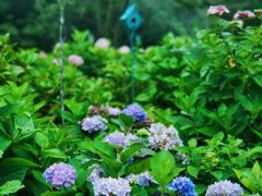 -上海共青森林公园