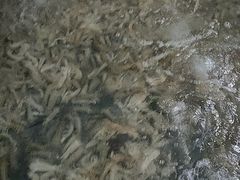 -阔澜蒸汽海鲜自助