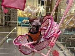 -天空花园餐吧·生日·团建(南山店)