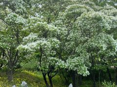 -国家植物园南园