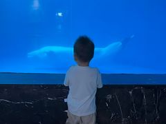 -海合安成都极地海洋公园