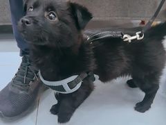 -派特宠物医院(圆融广场店)