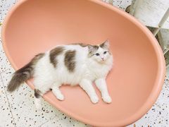 -Umiao与猫咖啡 猫咖