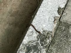 -羚羊峡古栈道森林公园