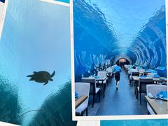-涛·海底餐厅·美人鱼·自助餐·海底隧道(三亚海棠湾洲际度假酒店)