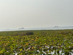 -微山湖红荷湿地景区