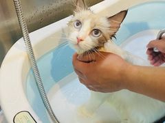 -PETKIT小佩宠物·低压洗护(国顺东路店)