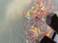 -合肥滨湖国家森林公园