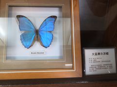 -上海大自然野生昆虫馆(东方明珠·爬宠昆虫探索中心)