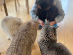 -Let's go狗咖·猫咖·奶狗·桌游(春熙路IFS店)