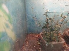 -上海昆虫博物馆