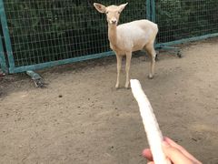 -北京麋鹿生态实验中心
