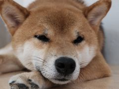 -是阿柴呀！柴犬咖啡·爱喵喵猫咖