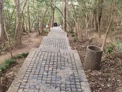 -紫金山山顶公园